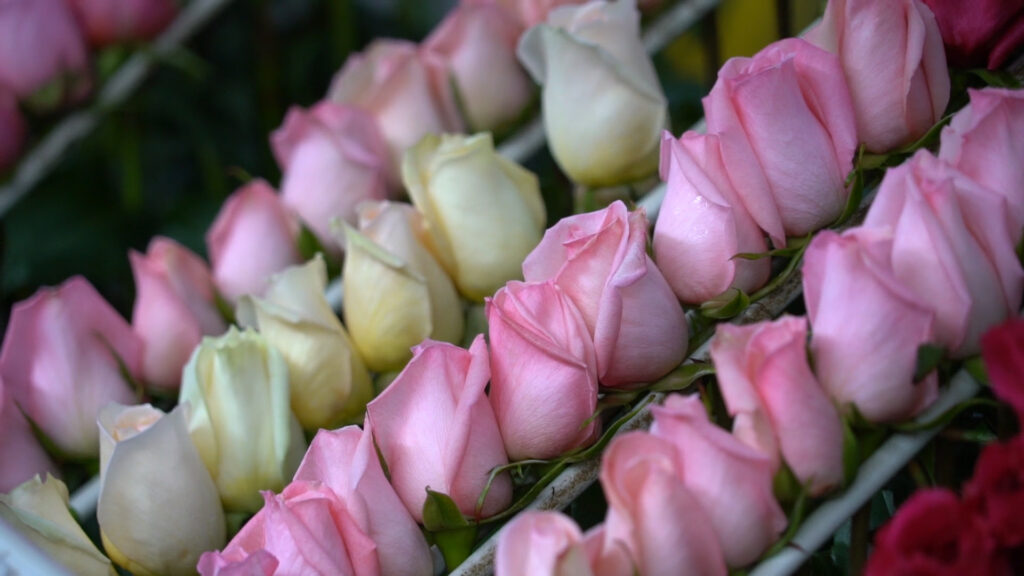 flores