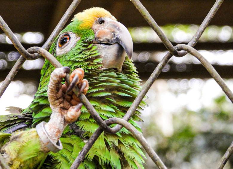 Tráfico Fauna Silvestre