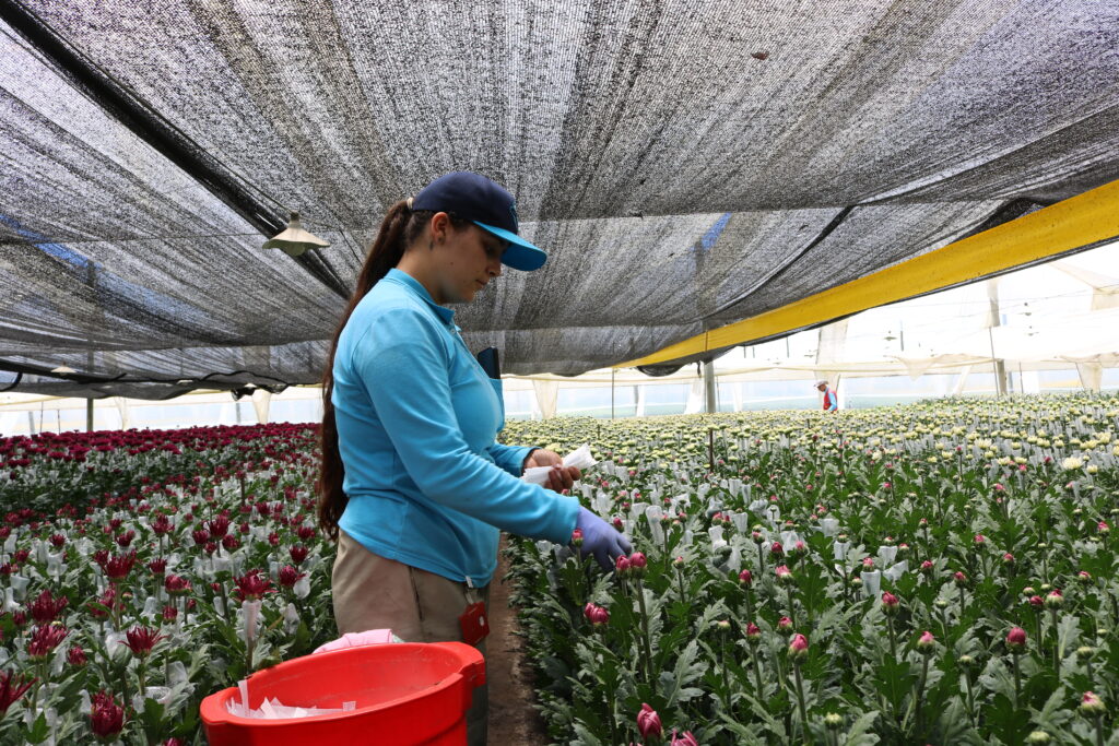 ‘Vamos Tejiendo’, estrategia que promueve la equidad de género en el sector floricultor.